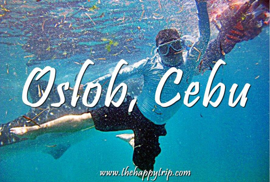 Oslob Whale Shark Watching Oslob Whale Shark Watching