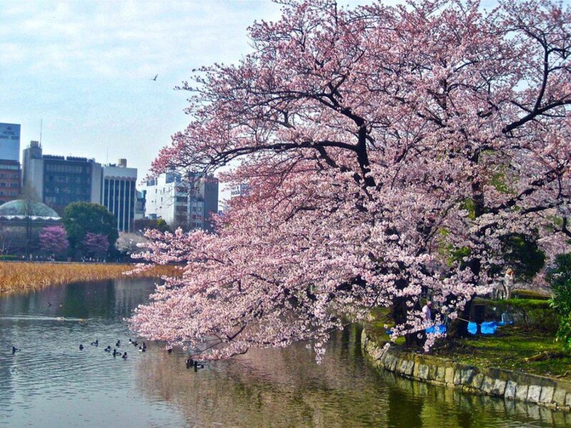 TOKYO IMPERIAL PALACE TRAVEL GUIDE | TOKYO ATTRACTION TOKYO IMPERIAL PALACE TRAVEL GUIDE | TOKYO ATTRACTION