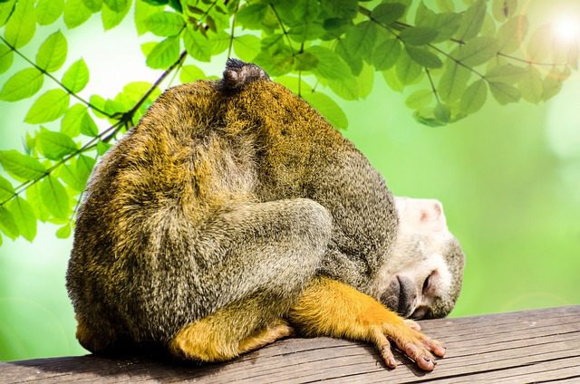 UBUD MONKEY FOREST | A Lush Haven of Playful Primate Magic