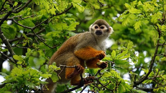 UBUD MONKEY FOREST | A Lush Haven of Playful Primate Magic
