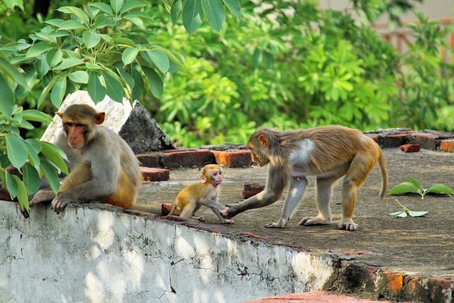 UBUD MONKEY FOREST | A Lush Haven of Playful Primate Magic