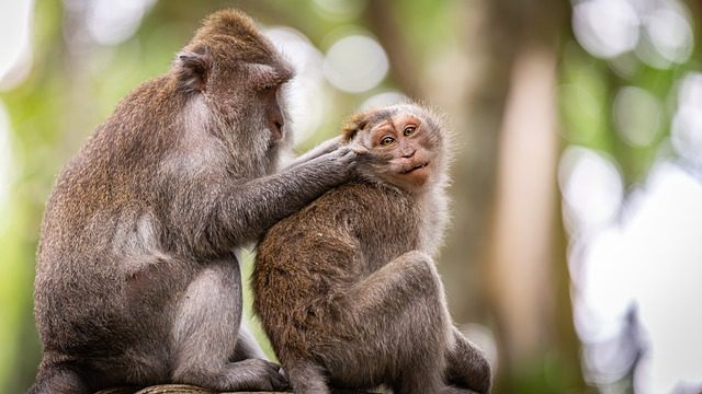 UBUD MONKEY FOREST | A Lush Haven of Playful Primate Magic